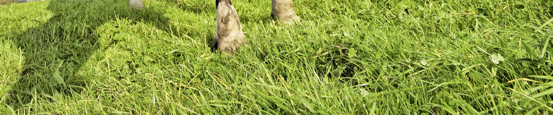 BouMatic - Hightech im Stall (Banner)